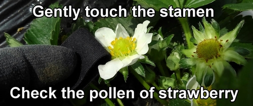 Check the pollen of the strawberry