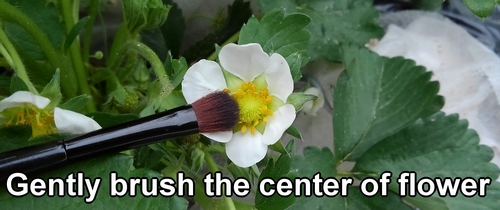 Gently brush the strawberry flower to pollinate it