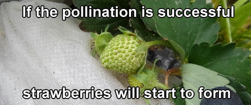 Strawberries that have been pollinated and are growing bigger