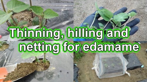 Thinning, hilling and netting for edamame