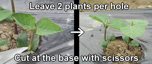 Thinning edamame bean plant