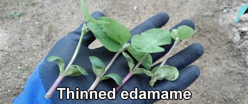 Thinned-out edamame bean plant