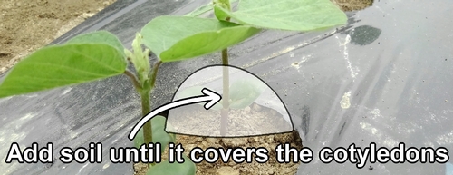 Add soil until it covers the cotyledons of the edamame