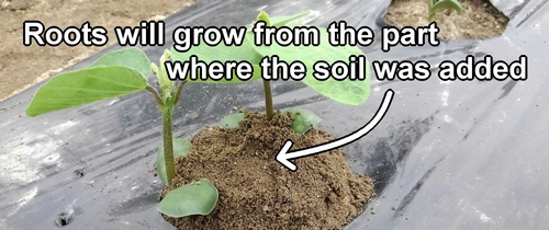 Edamame will grow roots from the part where the soil was added