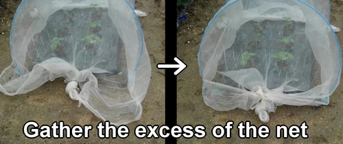 Gather the excess of the insect net