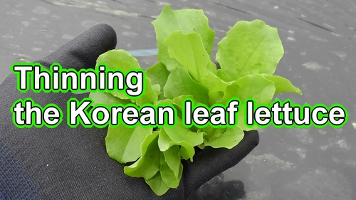 Korean green leaf lettuce thinning (Thinning the leaf lettuce plants)