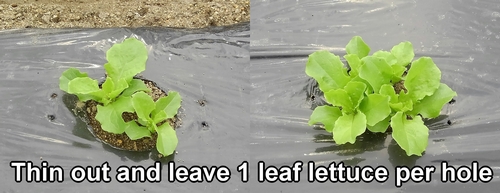 Thin out and leave one green leaf lettuce per hole