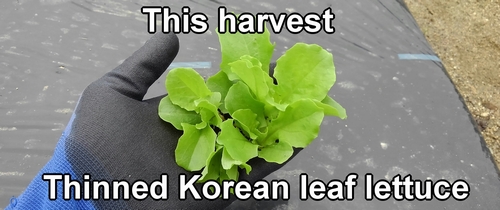 Thinned Korean green leaf lettuce