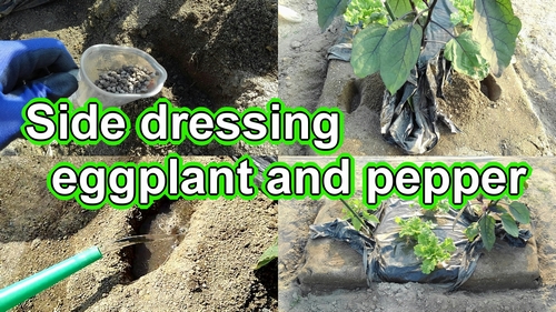 Fertilizer for eggplant and peppers (Side dressing aubergine and bell pepper)