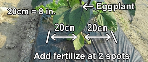 Fertilizing spots for eggplant（Side dressing spots for japanese eggplant）