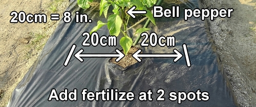 Fertilizing spots for bell pepper（Side dressing spots for bell pepper）