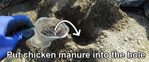 Put chicken manure into the hole