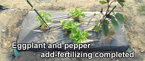 This completes the fertilizing work for the eggplants and bell peppers