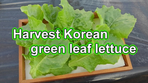 Harvest Korean leaf lettuce (How to pick leaf lettuce)