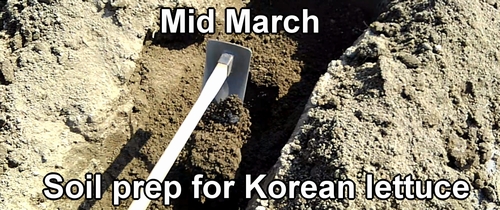 Soil preparation for Korean green leaf lettuce