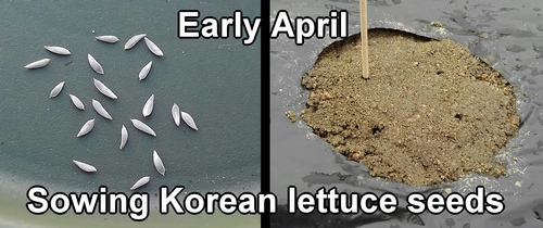 Sowing Korean leaf lettuce seeds (Grow leaf lettuce from seed)