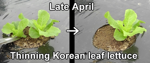 Thinning Korean green leaf lettuce