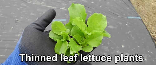 Thinned green leaf lettuce plants