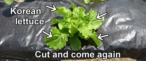 Korean leaf lettuce cut and come again (Best way to harvest leaf lettuce)