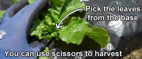 How to pick Korean green leaf lettuce