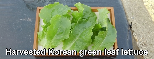 Harvested Korean green leaf lettuce (Picked Korean green leaf lettuce)