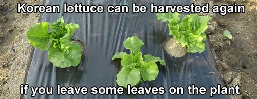 Korean leaf lettuce can be harvested again (Cut and come again)