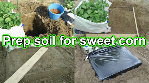 Prep soil for sweet corn (Best soil for growing sweet corn)