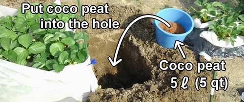 Put coco peat into the hole