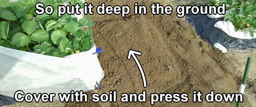 Use the weight of the soil to press down the coco peat