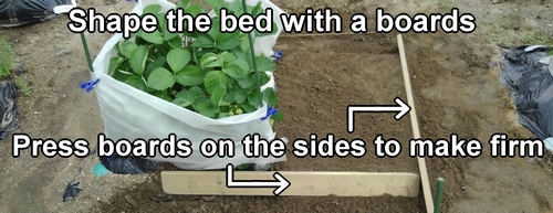 Shape the sweet corn (maize) bed with a boards