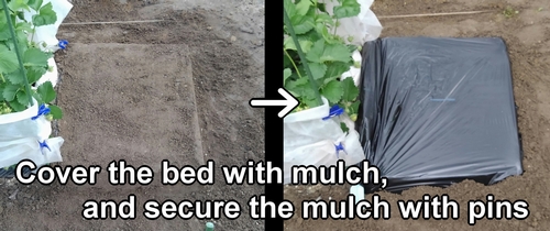 We put mulch on the bed of sweet corn