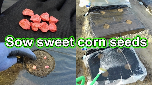 Sow sweet corn seeds (Planting maize kernels)