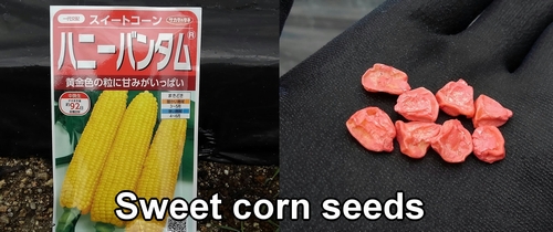 Sweet corn seeds (Maize kernels)