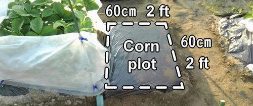 Sweet corn plot (Maize cultivation patch)