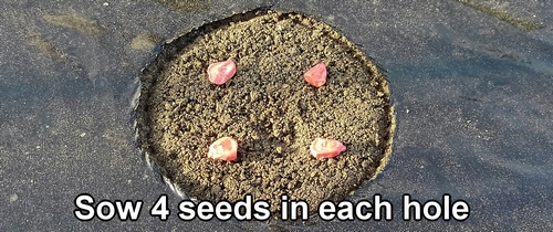 Sweet corn seed planting (Sow 4 sweet corn seeds)