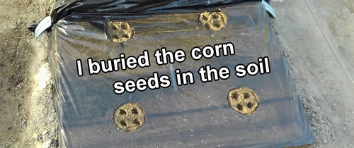 I buried the corn seeds in the soil