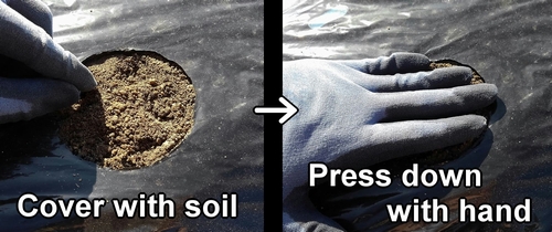 Cover the sweet corn seeds (maize kernels) with soil