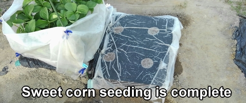 The sweet corn seed sowing is done