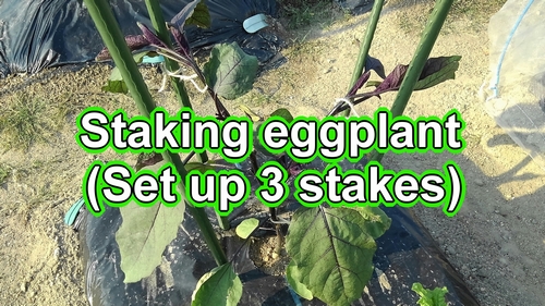 How to stake for eggplant (Set up 3 stakes for japanese eggplant)