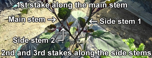 How to stake for eggplant (Staking aubergine)