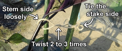 Tie the stakes and the eggplant stem together with twine