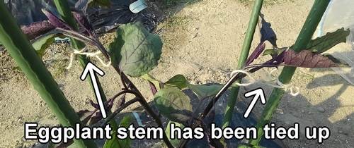 The eggplant stem has been tied up