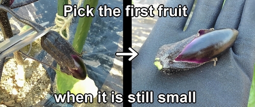 Pick the first fruit when it is still small