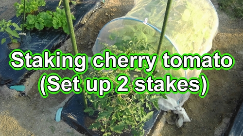 Ways to stake cherry tomato plants (Cherry tomato growing support)