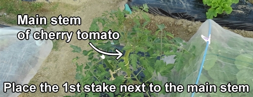 The first stake supports the main stem of the cherry tomato plant