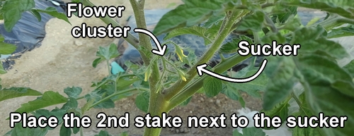 The second stake supports the side shoot of the cherry tomato plant