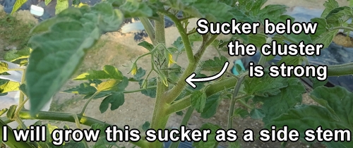 Sucker of cherry tomato (Side shoot of cherry tomato)