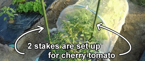 Two stakes are set up for the cherry tomato