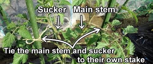 Tie the main stem and suckers of the cherry tomato to the stakes