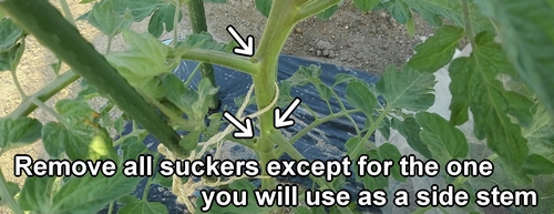 Remove all suckers except for the one you will use as a side stem